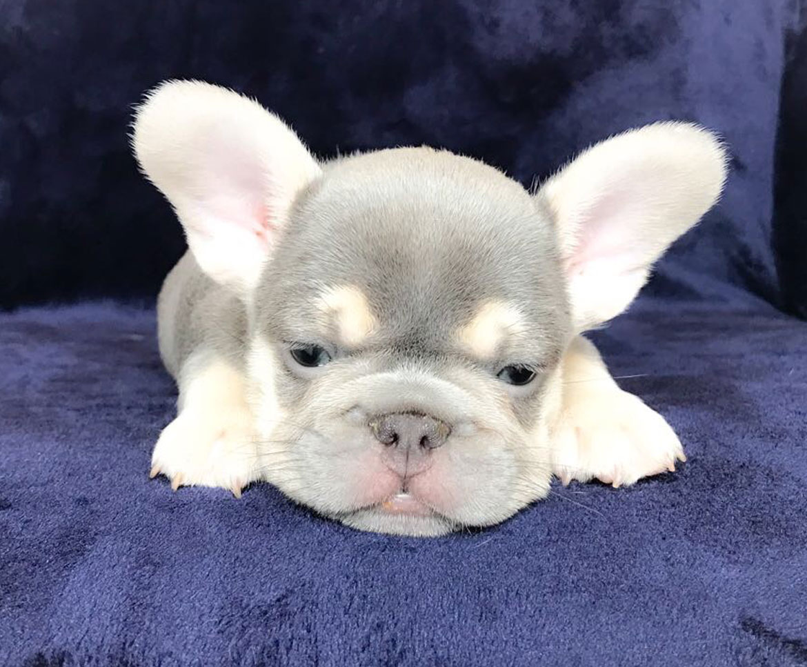 Russian Bully Show Registration Open